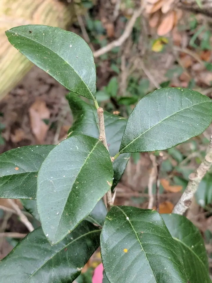 Alachua Bully (Sideroxylon alachuense)
