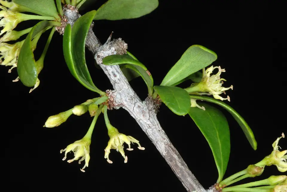 Saffron Plum (Sideroxylon celastrinum)
