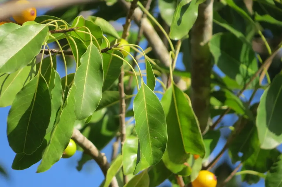 False Mastic (Sideroxylon foetidissimum)