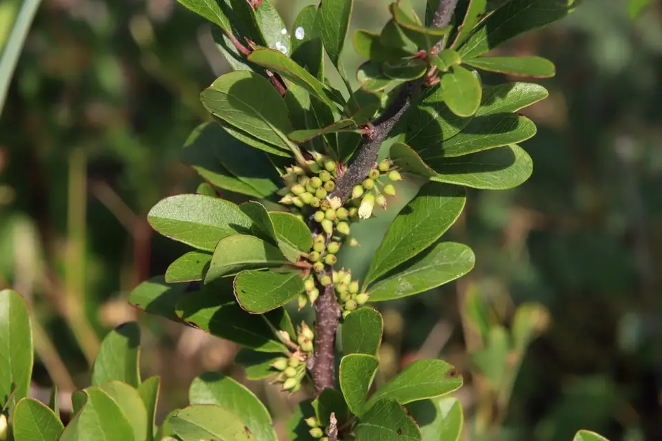 Gum Bumelia (Sideroxylon lanuginosum)