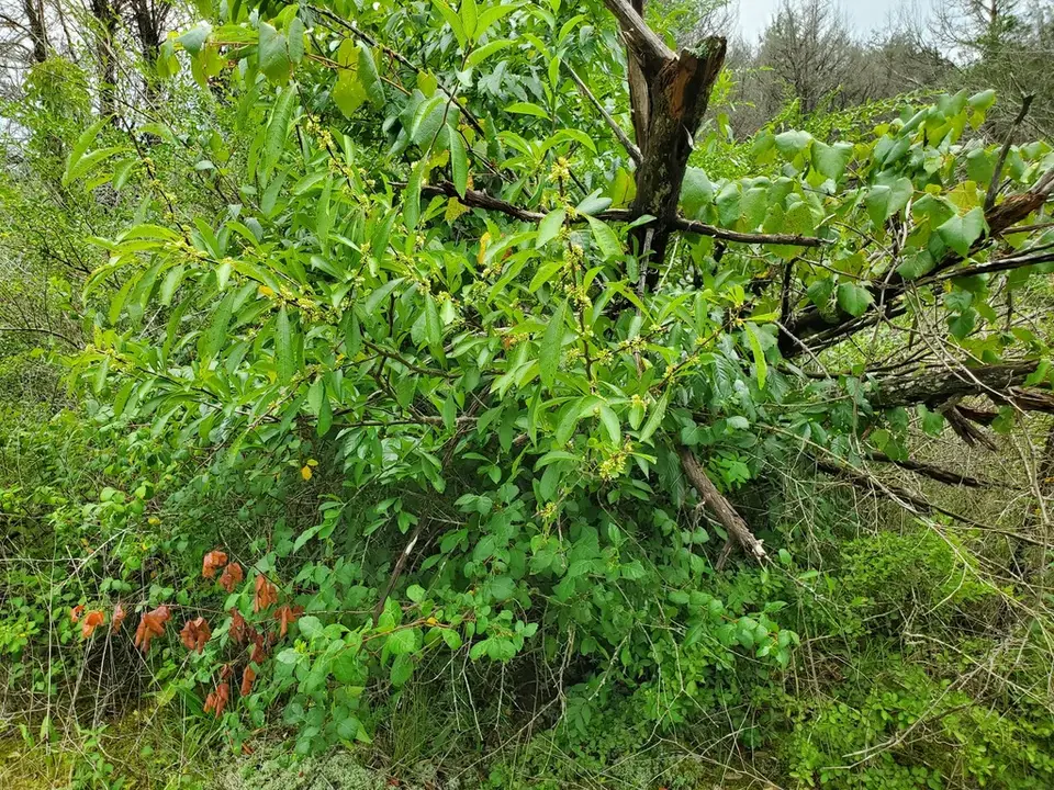 Buckthorn Bully (Sideroxylon lycioides)