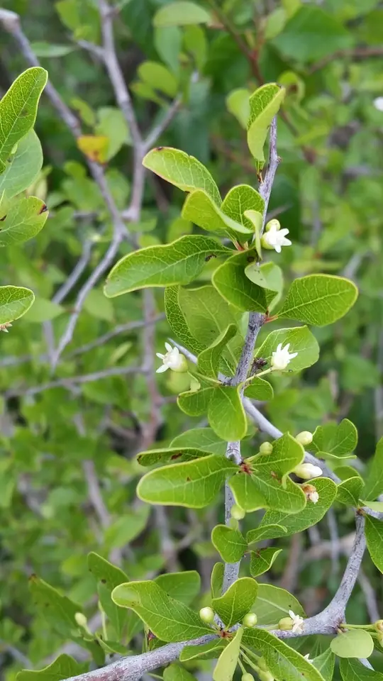 Florida Bully (Sideroxylon reclinatum)