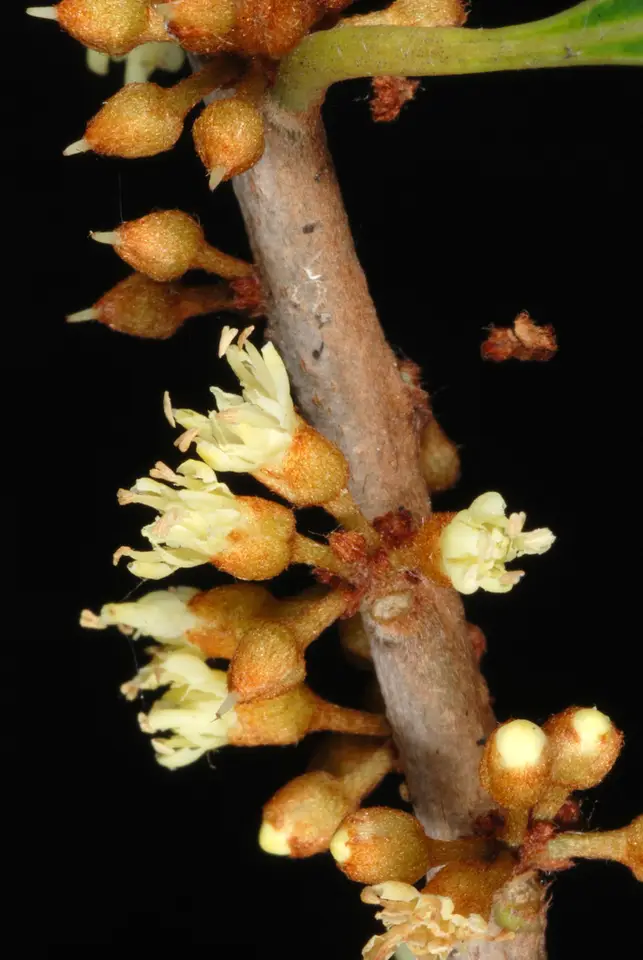 Willow Bustic (Sideroxylon salicifolium)