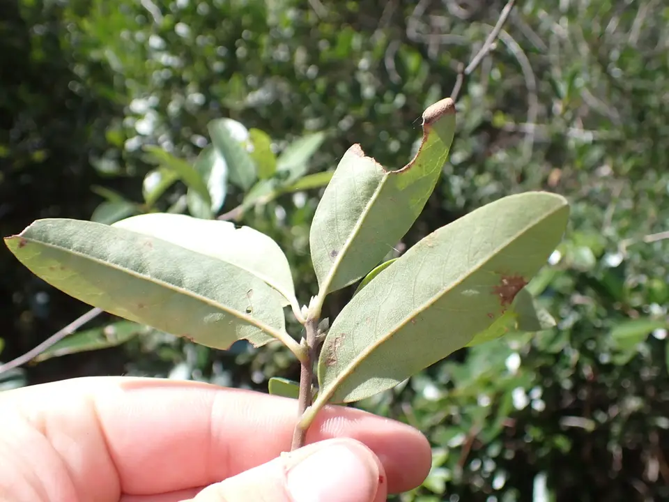 Sideroxylon thornei (Sideroxylon thornei)