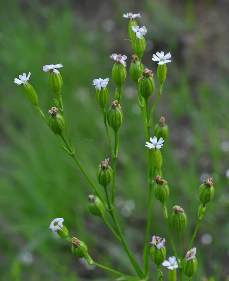 Sleepy Catchfly (Silene antirrhina)