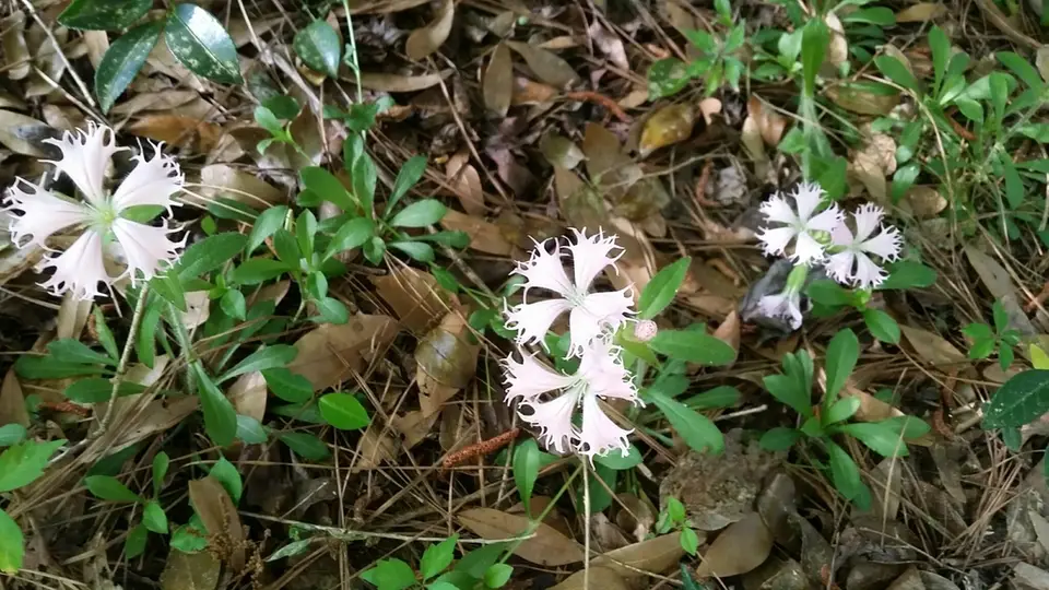 Fringed Catchfly (Silene catesbaei)