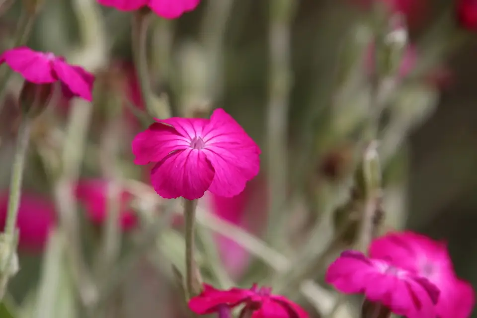 Rose Campion (Silene coronaria)