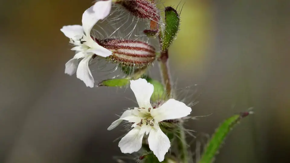 Small-Flowered Catchfly (Silene gallica)