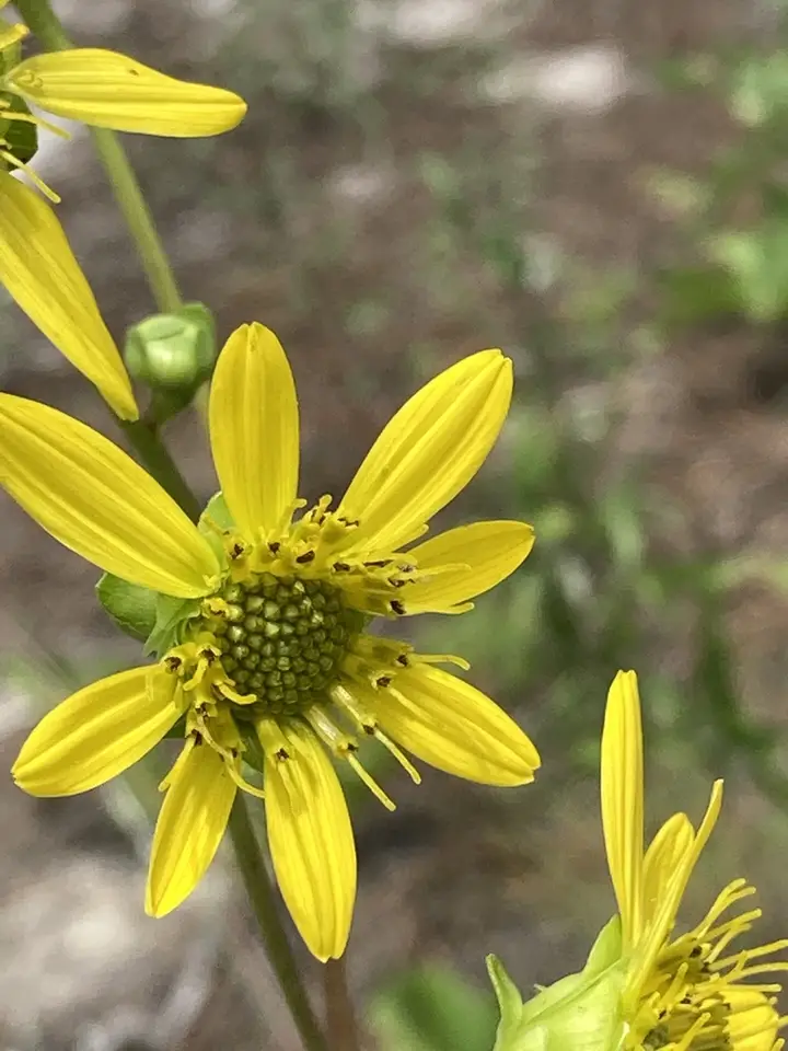 Kidney-Leaf Rosinweed (Silphium compositum)