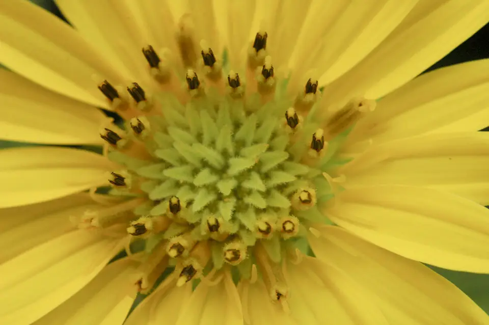 Prairie Rosinweed (Silphium integrifolium)