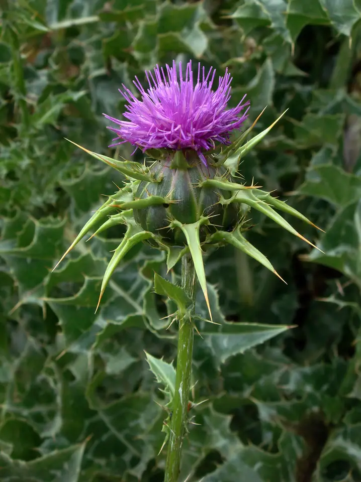 Milk Thistle (Silybum marianum)