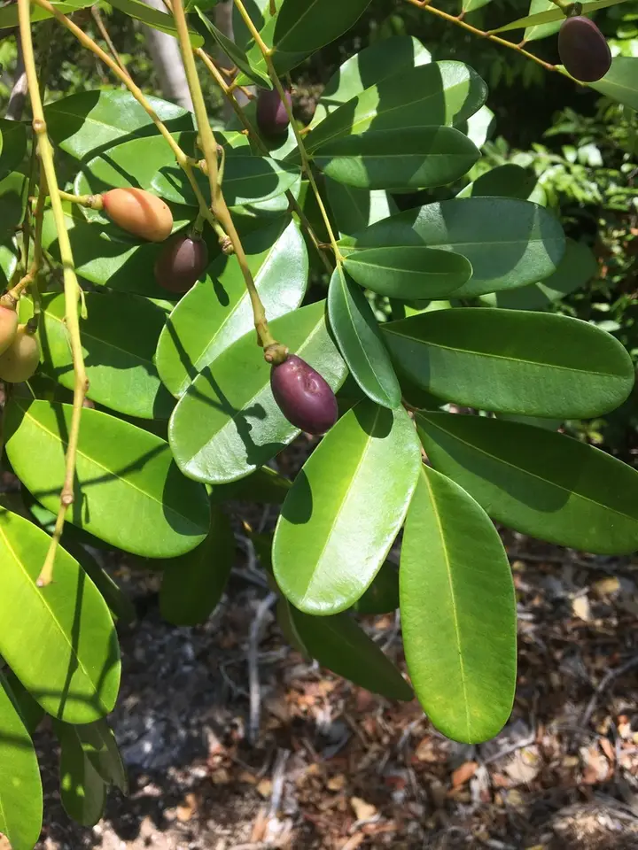 Paradise Tree (Simarouba glauca)