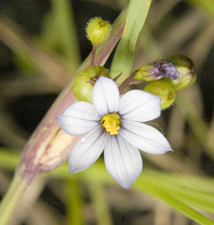 White Blue-Eyed Grass (Sisyrinchium albidum)