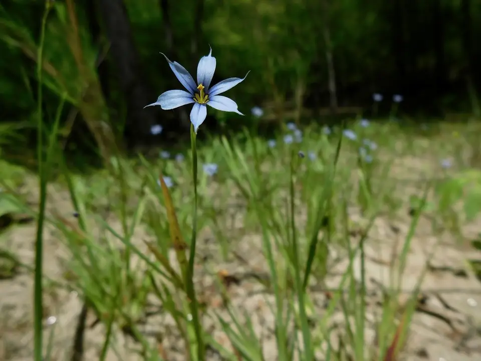 Narrow-Leaved Blue-Eyed Grass (Sisyrinchium angustifolium)