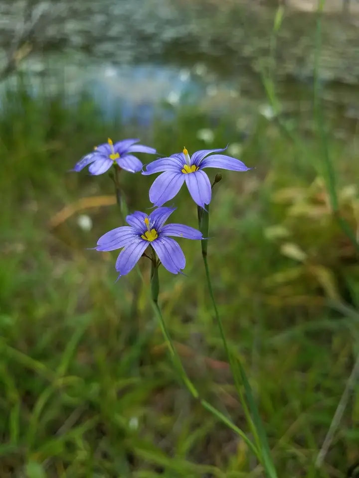 Eastern Blue-Eyed Grass (Sisyrinchium atlanticum)