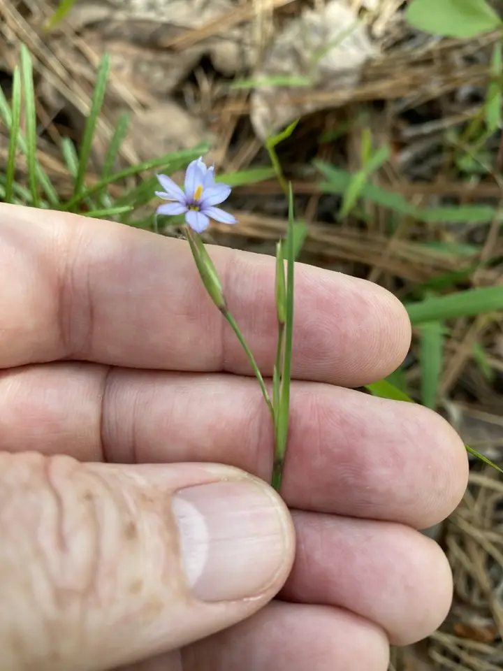 Coastal Plain Blue-Eyed Grass (Sisyrinchium fuscatum)