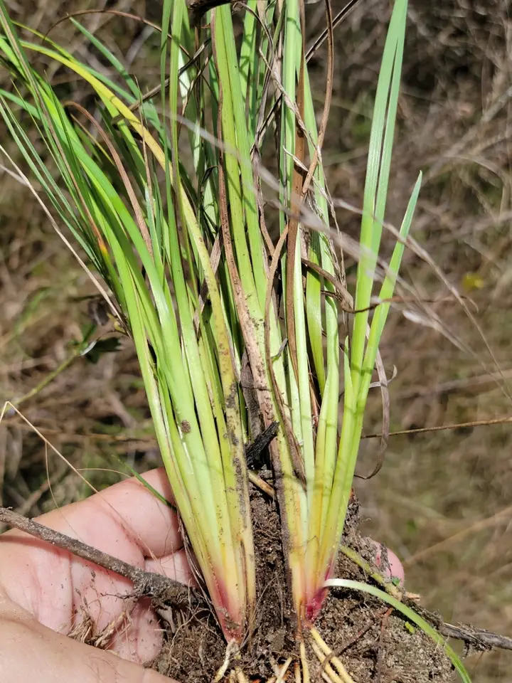 Miami Blue-Eyed Grass (Sisyrinchium miamiense)