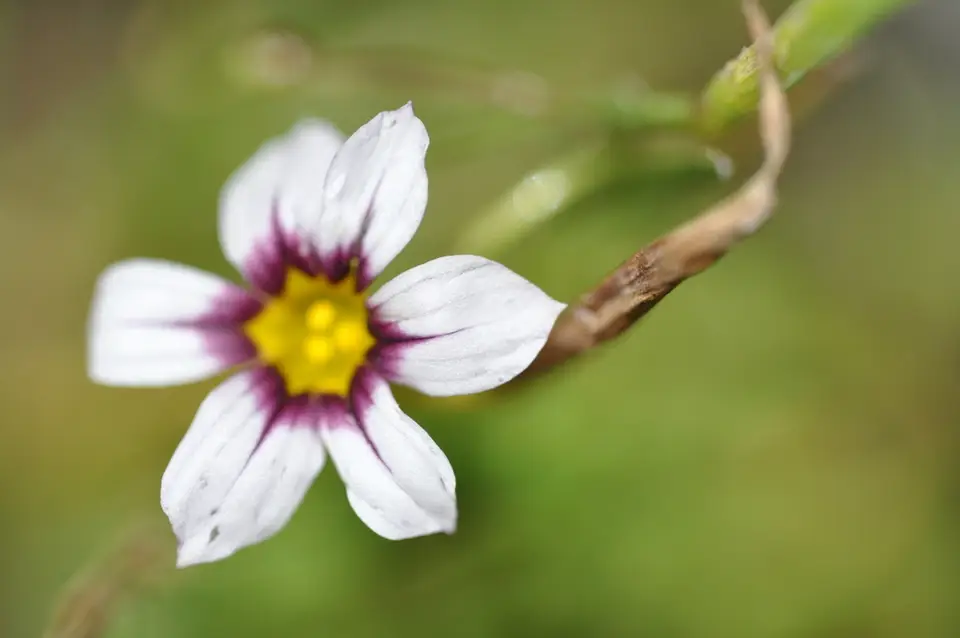 Blue Pigroot (Sisyrinchium micranthum)
