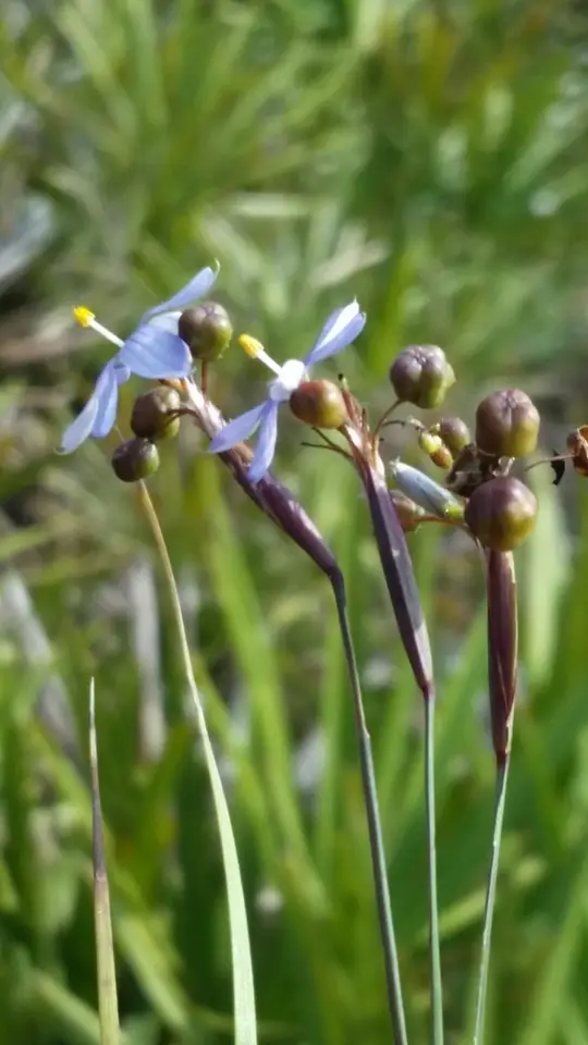 Nash's Blue-Eyed Grass (Sisyrinchium nashii)