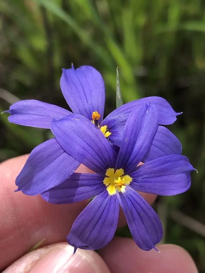 Roadside Blue-Eyed Grass (Sisyrinchium pruinosum)