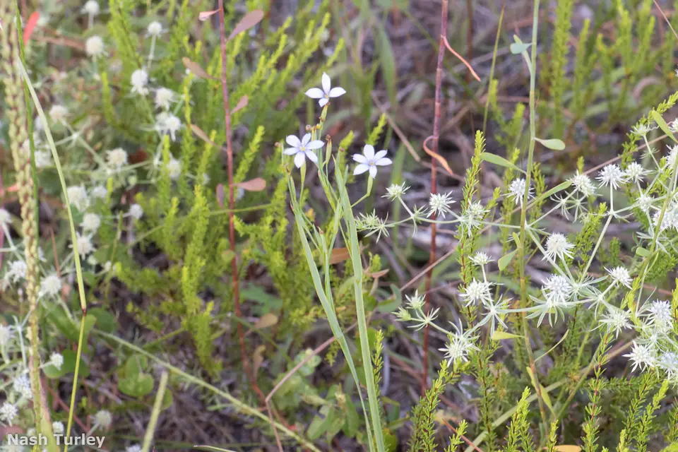 Jeweled Blue-Eyed Grass (Sisyrinchium xerophyllum)