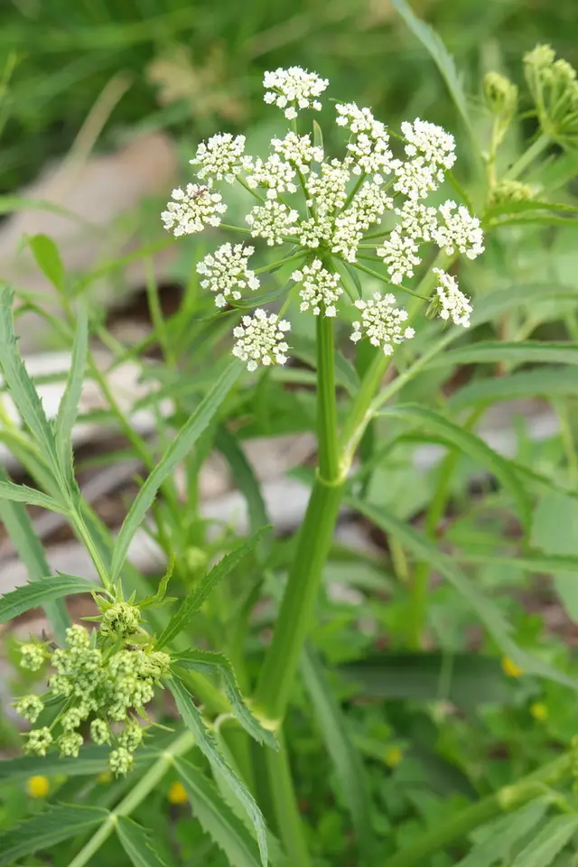Water Parsnip (Sium suave)