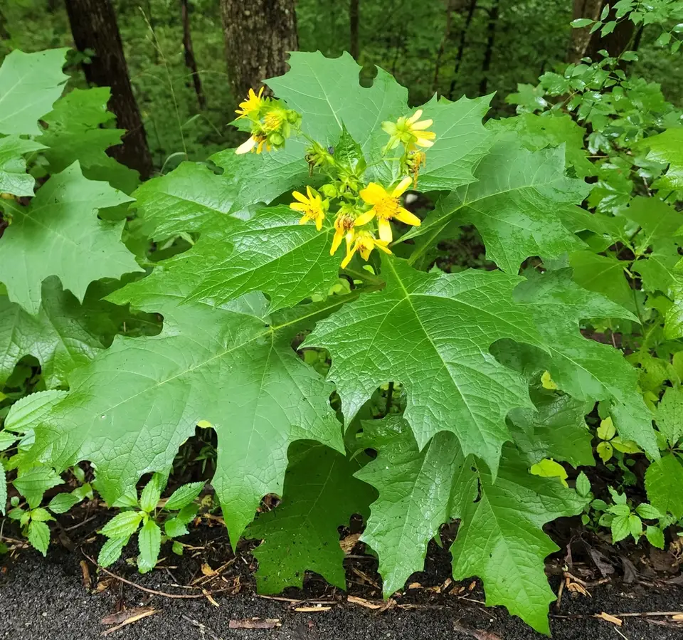Bear's Foot (Smallanthus uvedalia)
