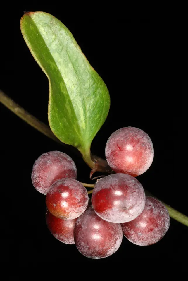 Earleaf Greenbrier (Smilax auriculata)