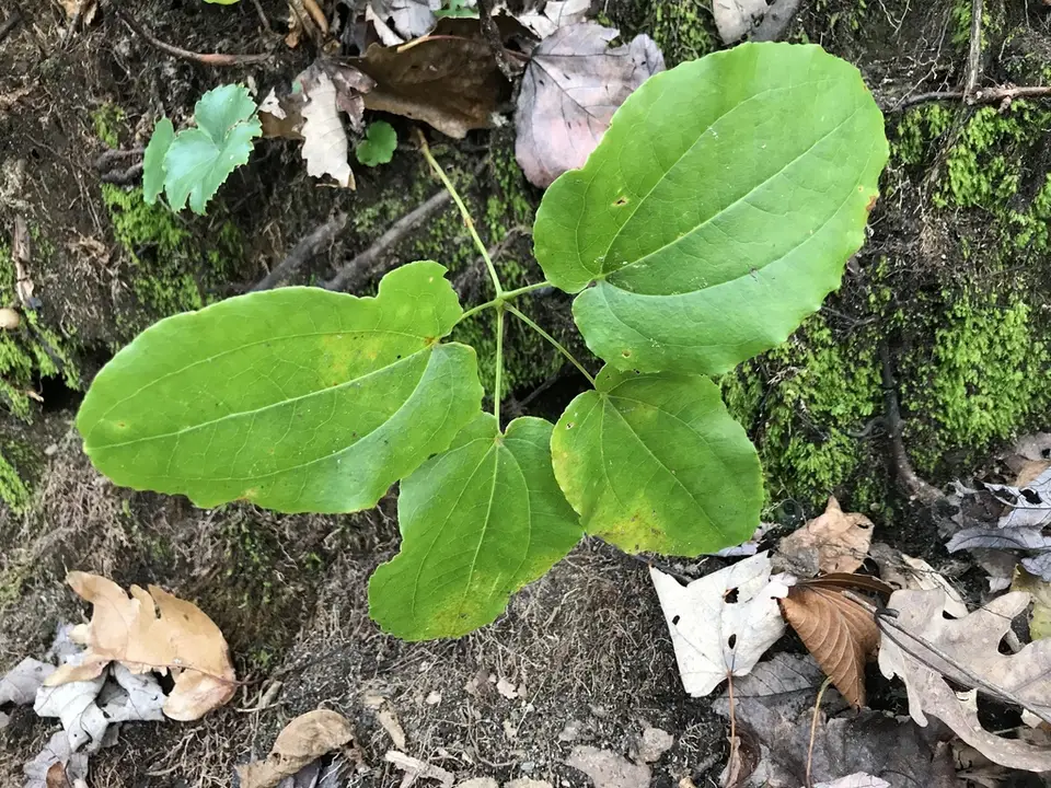 Biltmore's Carrionflower (Smilax biltmoreana)