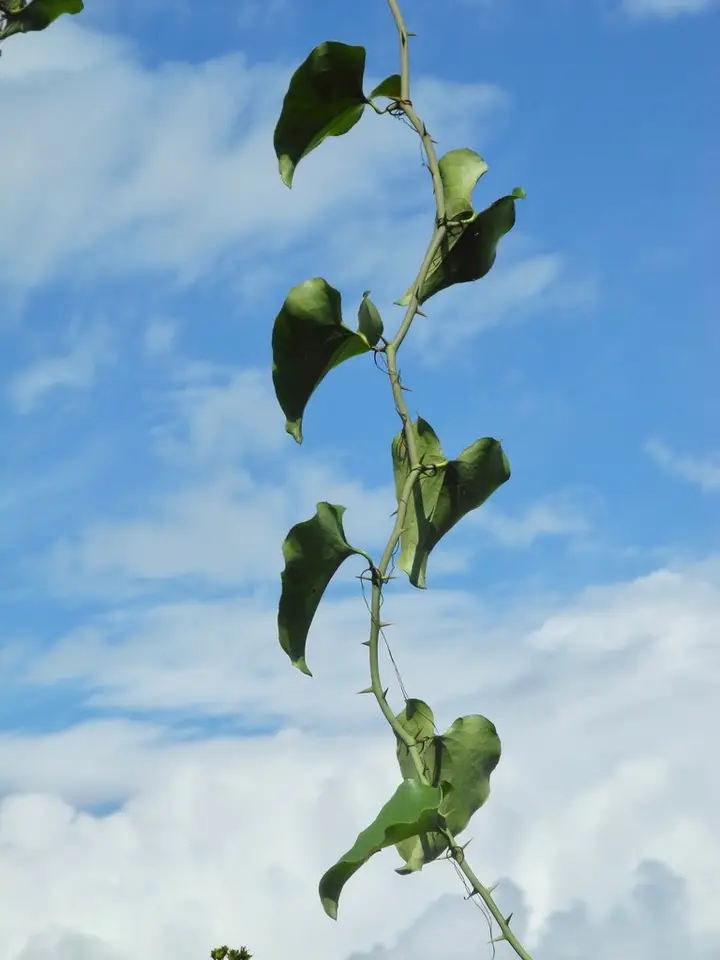 Saw Greenbrier (Smilax bona-nox)