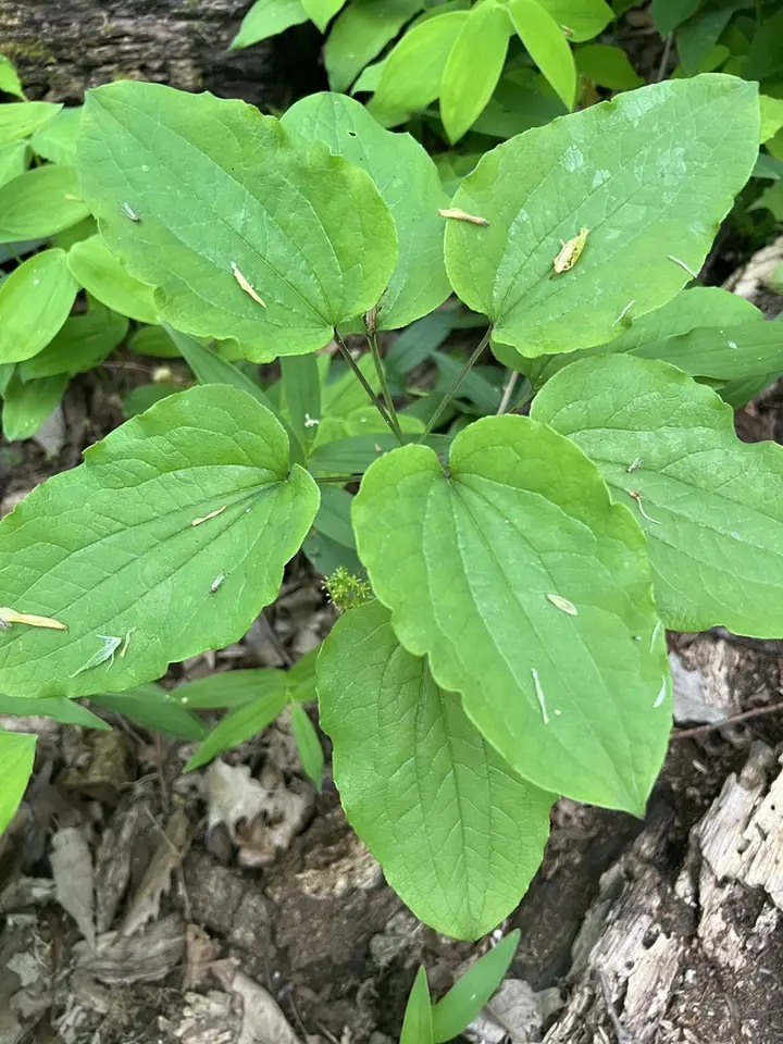 Upright Carrionflower (Smilax ecirrhata)