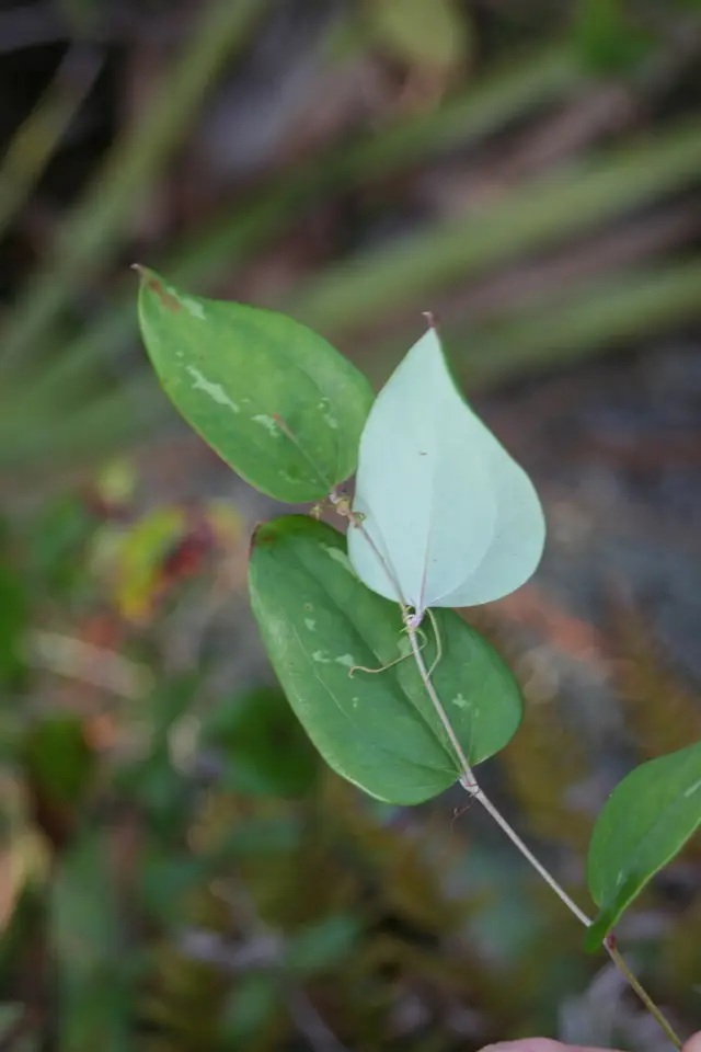 Sawbrier (Smilax glauca)