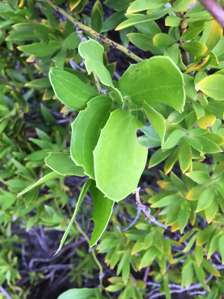 Everglades Greenbrier (Smilax havanensis)