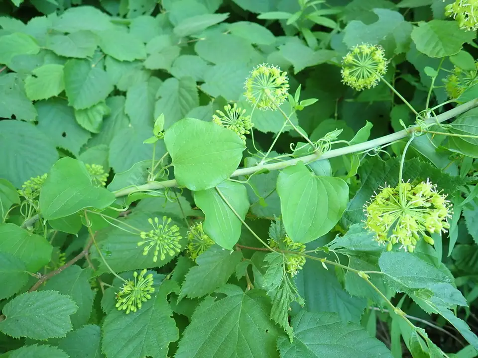 Smooth Carrionflower (Smilax herbacea)