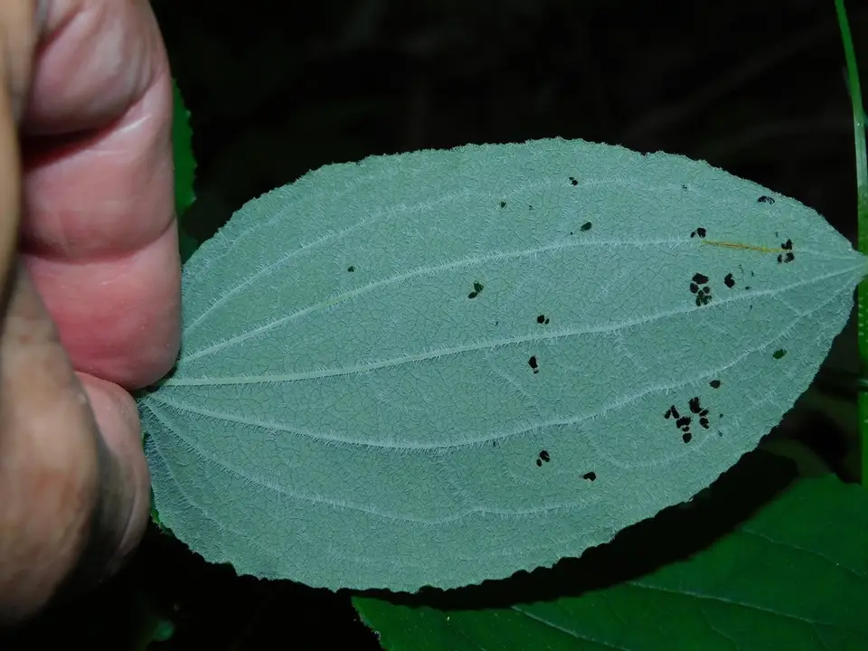 Huger's Carrionflower (Smilax hugeri)