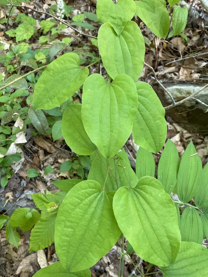 Midwestern Carrionflower (Smilax lasioneuron)