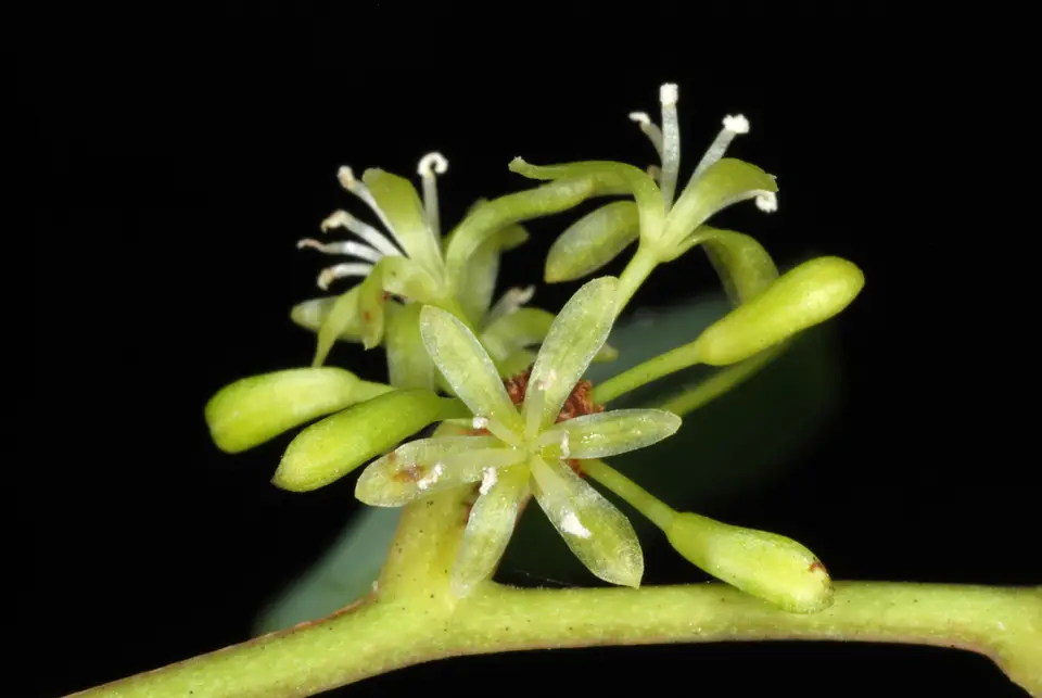 Laurel-Leaf Greenbrier (Smilax laurifolia)