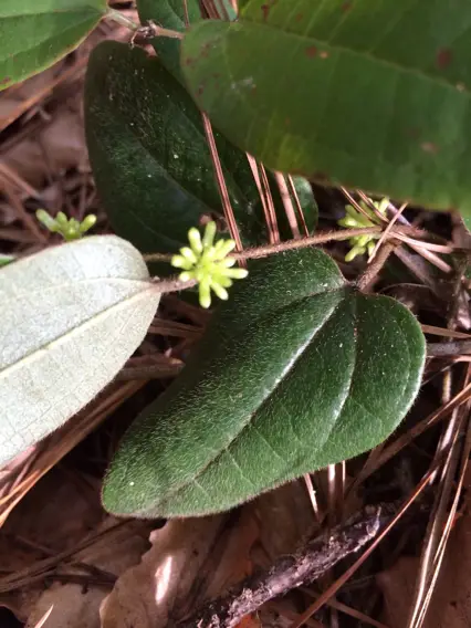 Sarsaparilla Vine (Smilax pumila)