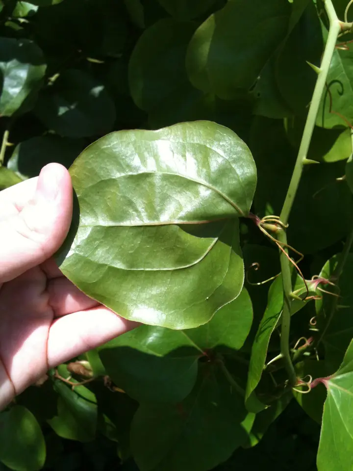 Roundleaf Greenbrier (Smilax rotundifolia)