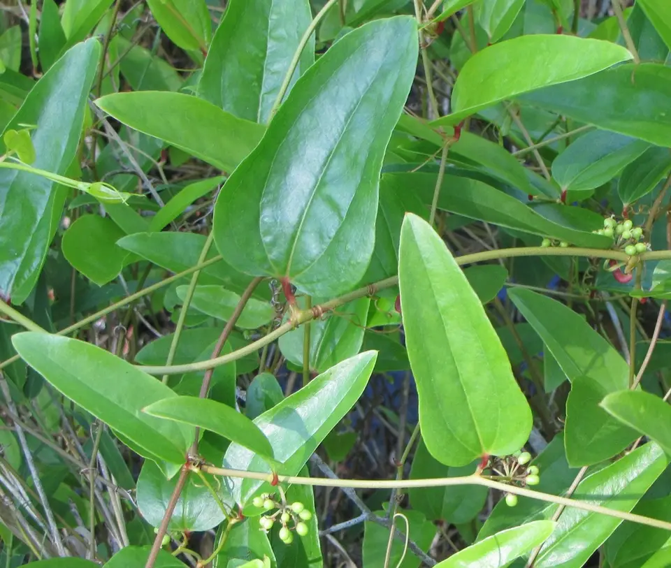 Coral Greenbrier (Smilax walteri)