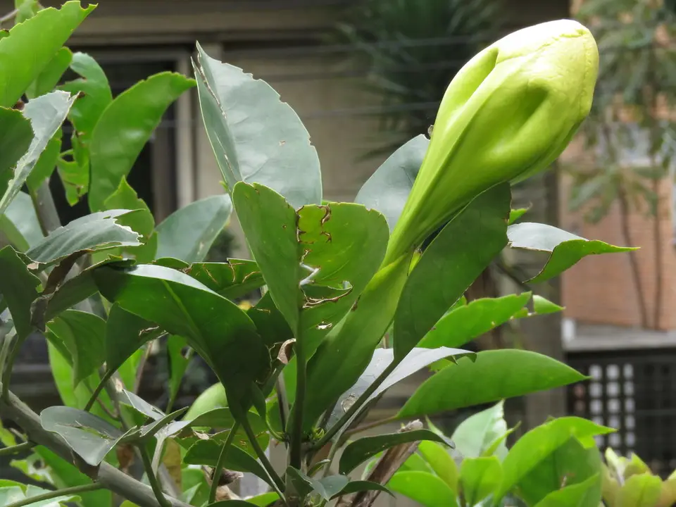 Showy Chalice Vine (Solandra grandiflora)