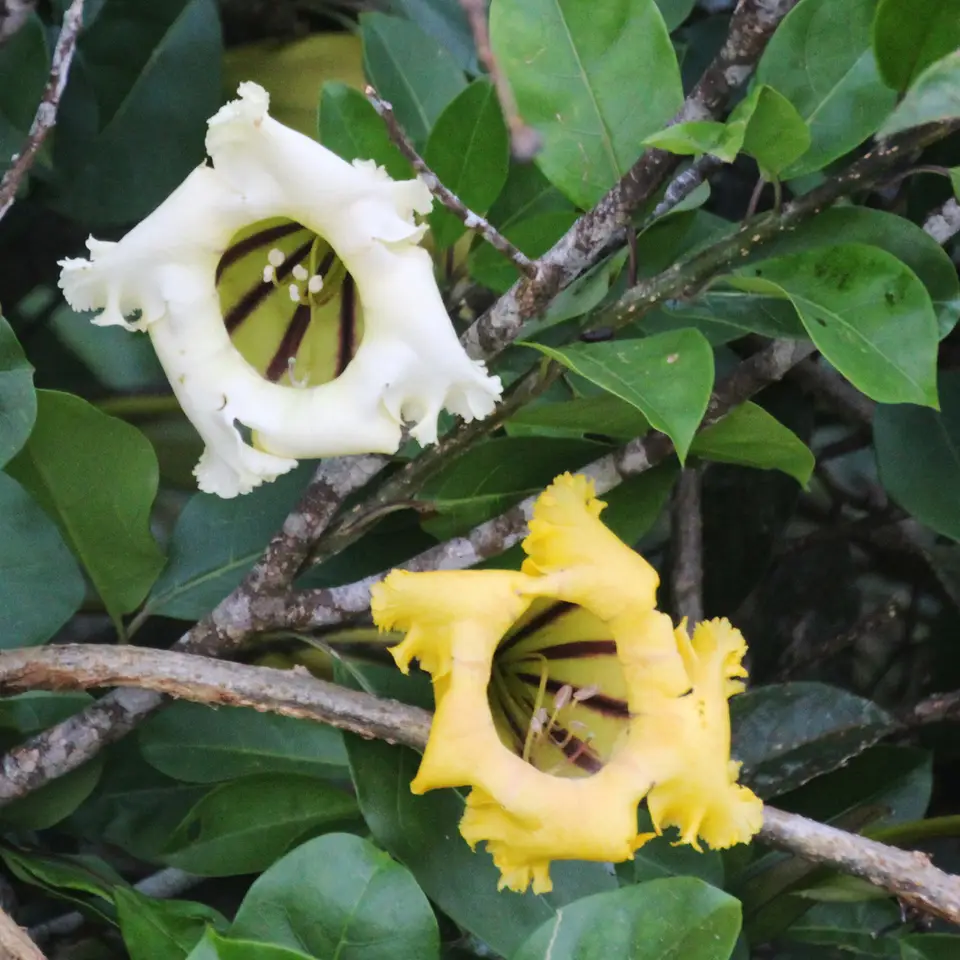 Solandra longiflora (Solandra longiflora)