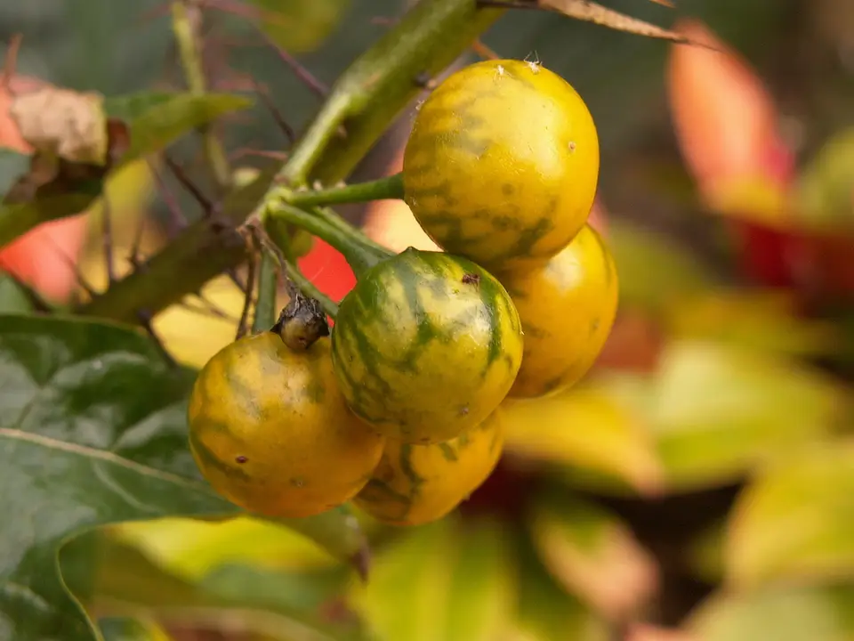 Five-Minute Plant (Solanum atropurpureum)
