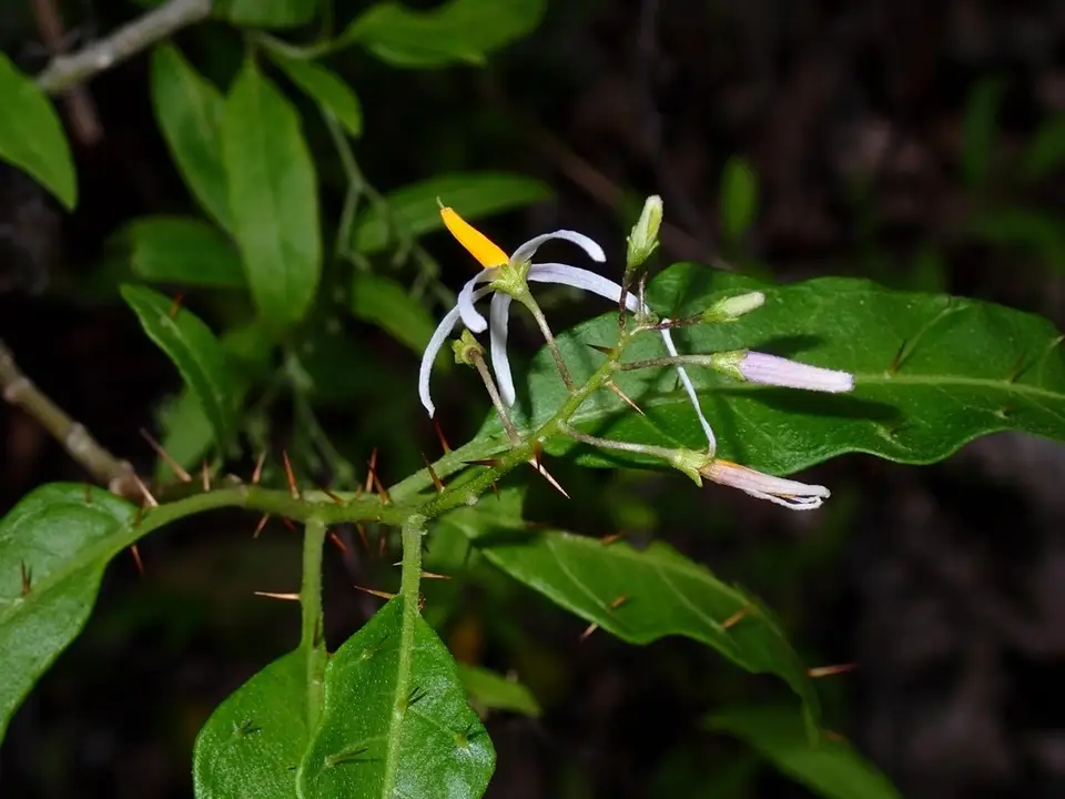 Bahama Nightshade (Solanum bahamense)