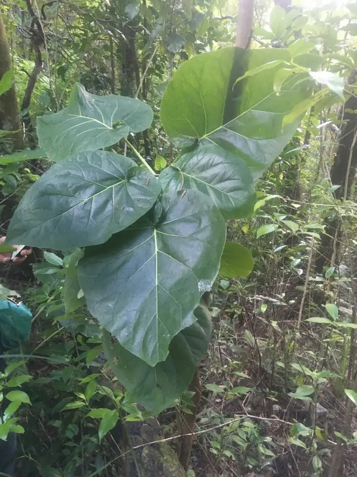 Tamarillo (Solanum betaceum)