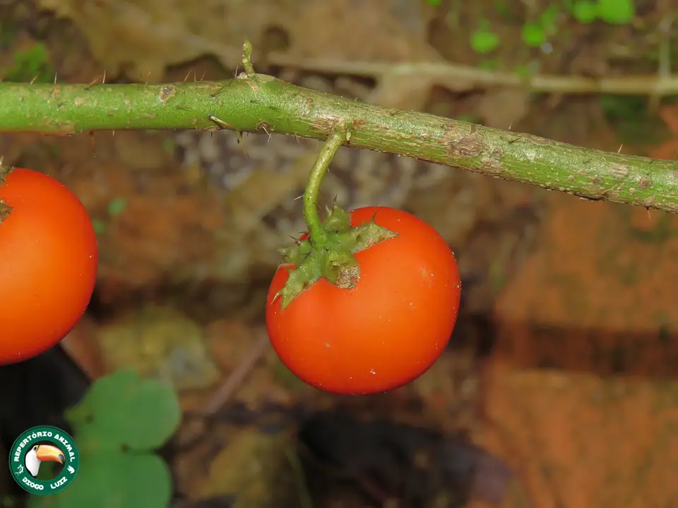 Cockroach Berry (Solanum capsicoides)