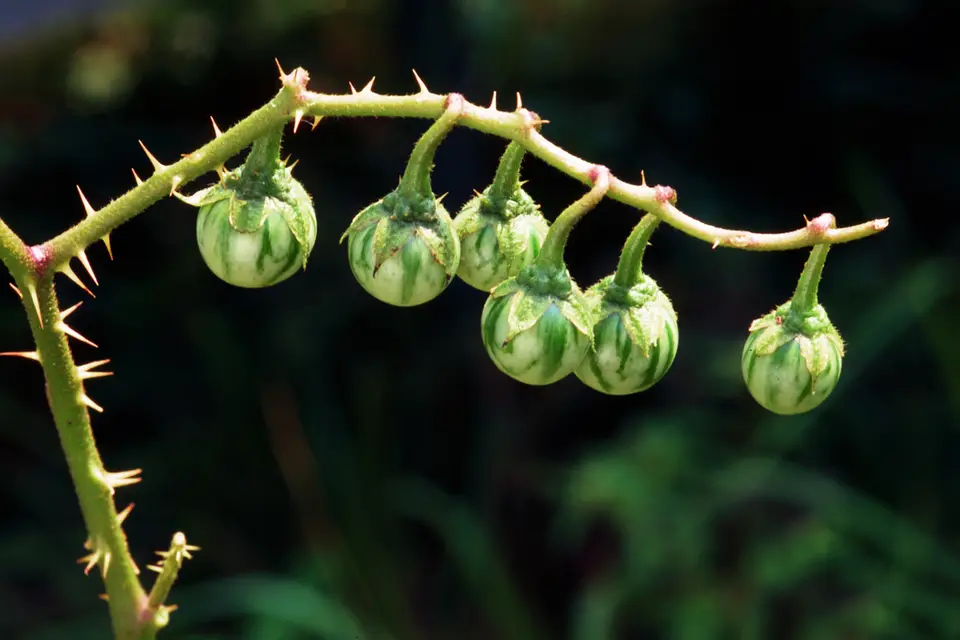Carolina Horsenettle (Solanum carolinense)