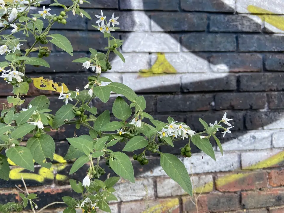 Tall Nightshade (Solanum chenopodioides)