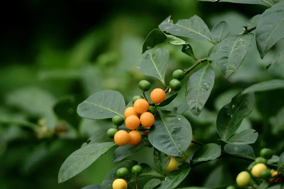 Twoleaf Nightshade (Solanum diphyllum)
