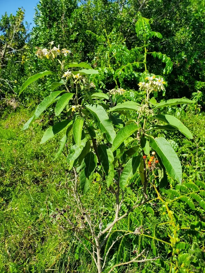 Mullein Nightshade (Solanum donianum)